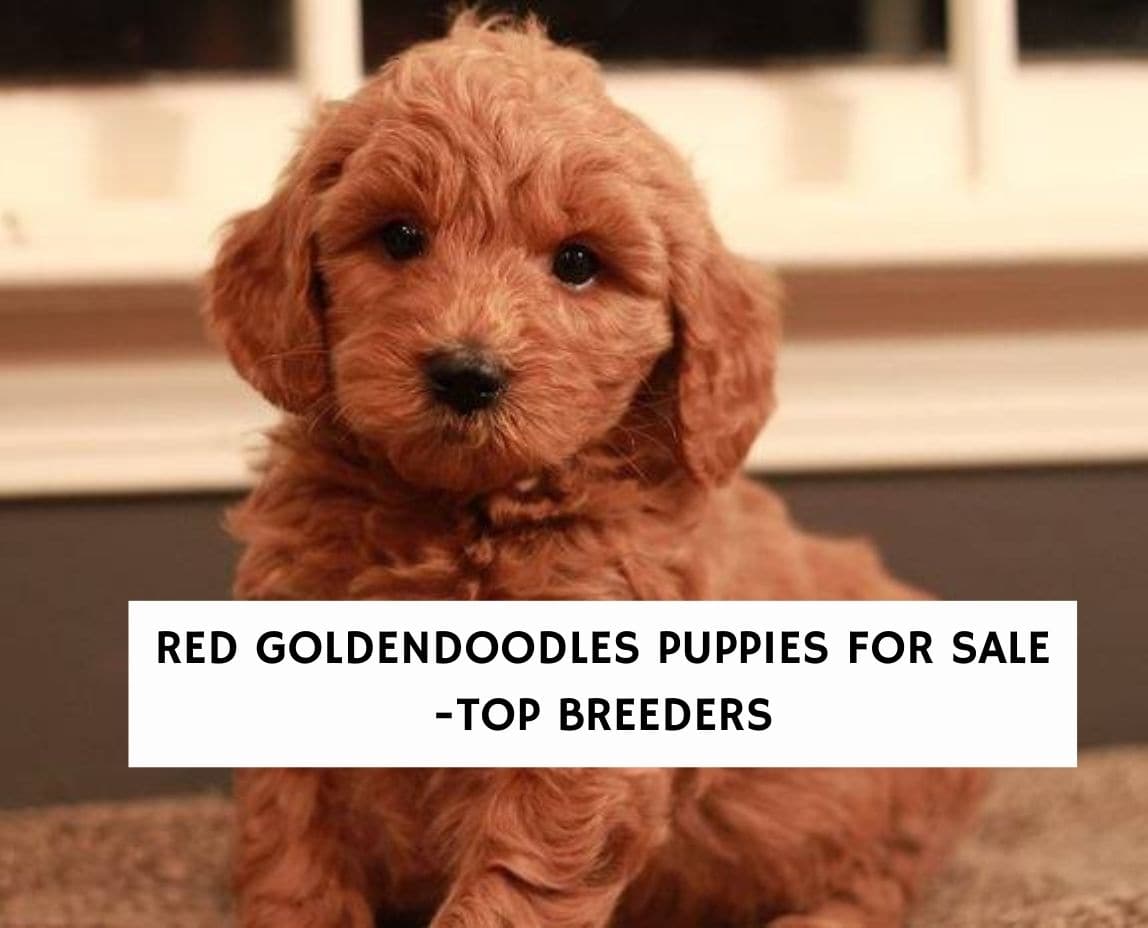 is goldendoodle a recognized breed