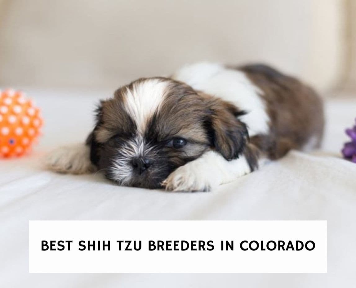 are male or female shih tzus more affectionate