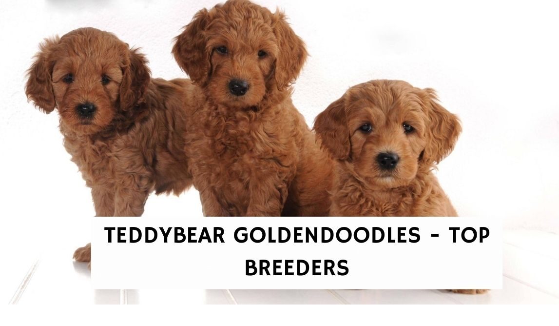 teddy bear goldendoodle breeders