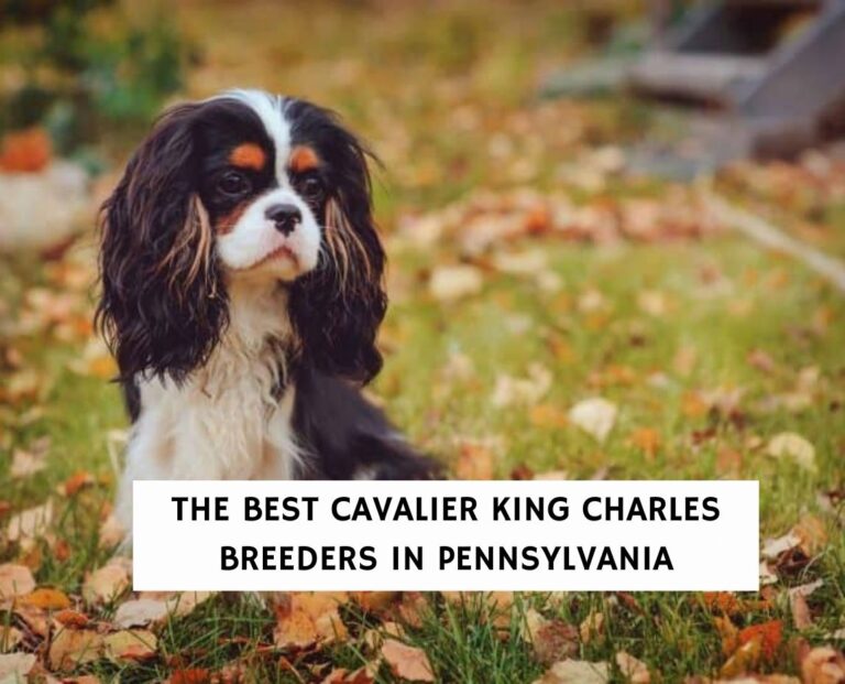 5 Best Cavalier King Charles Breeders in Pennsylvania! (2023) We Love Doodles