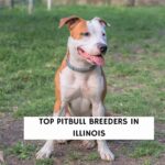 Top Pit Bull Breeders in Illinois