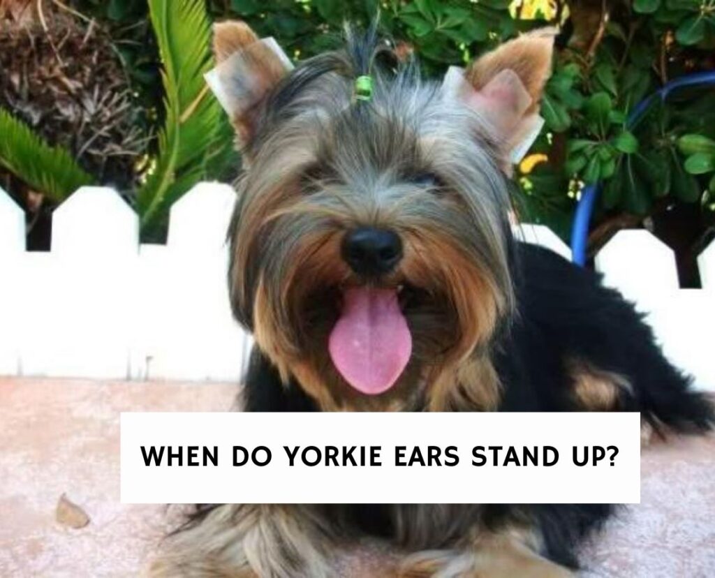 When Do Yorkie Ears Stand Up?
