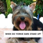 When Do Yorkie Ears Stand Up?