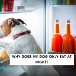 Why Does My Dog Only Eat at Night?