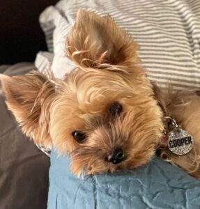 6 Best Yorkie Breeders in Colorado! (2023) - We Love Doodles