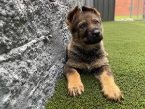 11–12 Week Old GSD Puppy