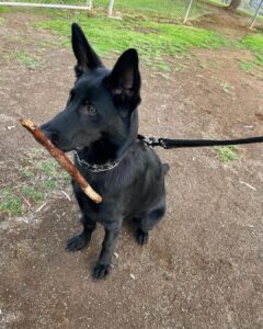 6–12 Month Old GSD Puppy