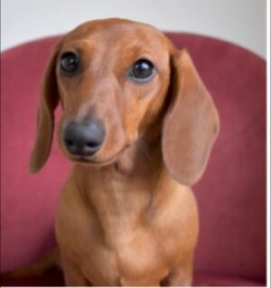 are dachshunds an aggressive breed of dog