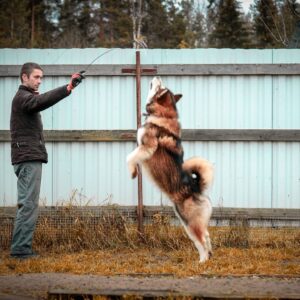 what dogs have sickle tails