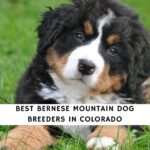 Bernese Mountain Dog Breeders in Colorado