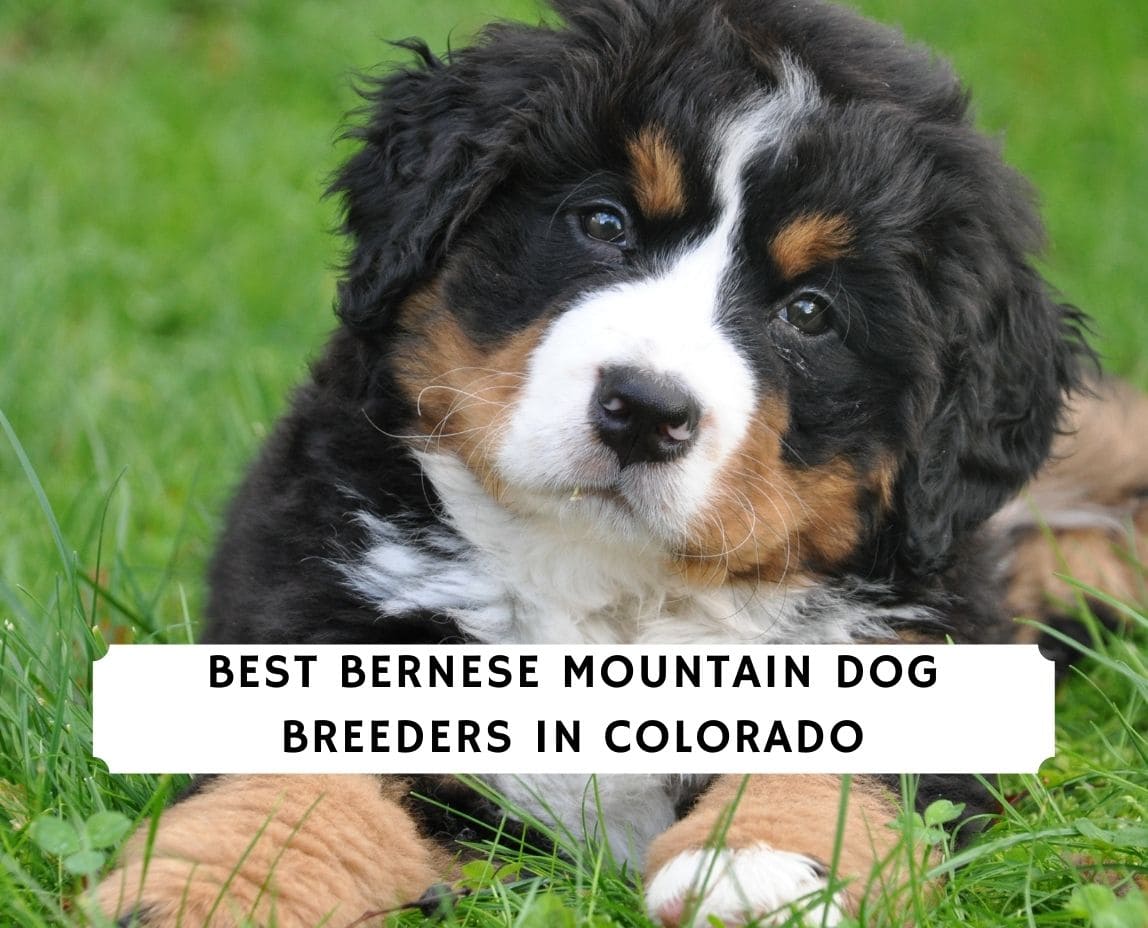 colorado mountain dog for sale