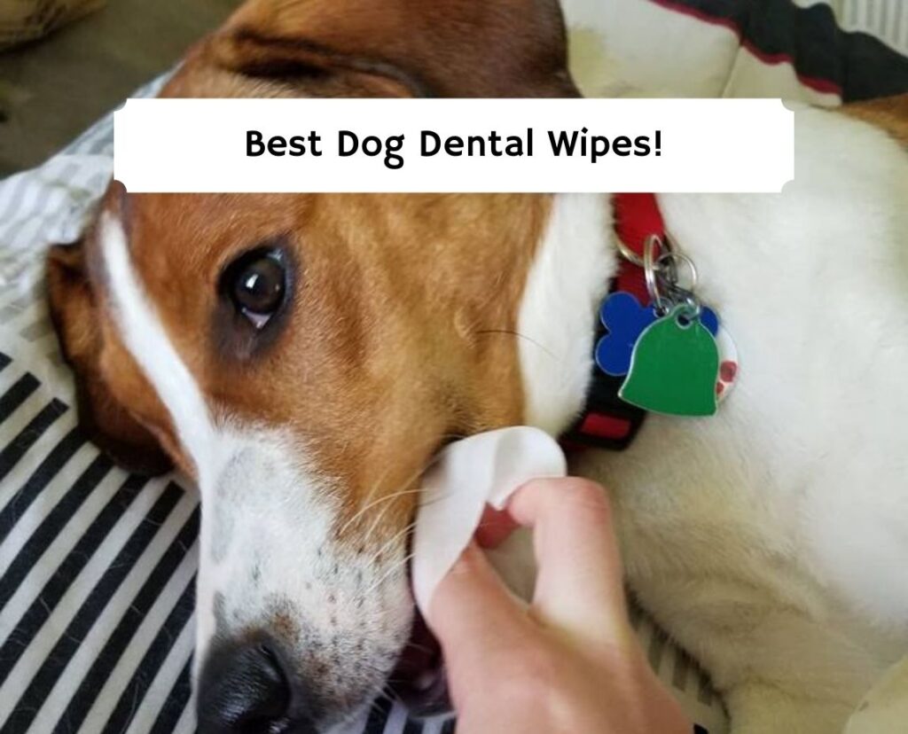 do dog dental wipes work