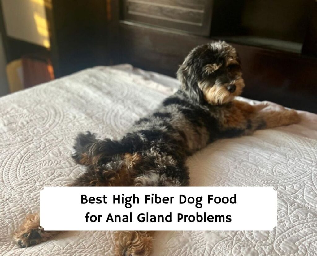 Best High Fiber Dog Food for Anal Gland Problems