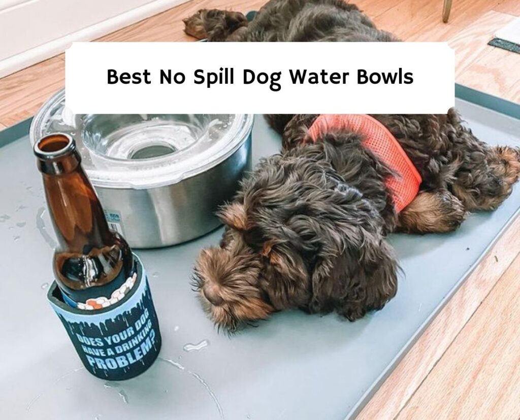 Best No Spill Dog Water Bowls