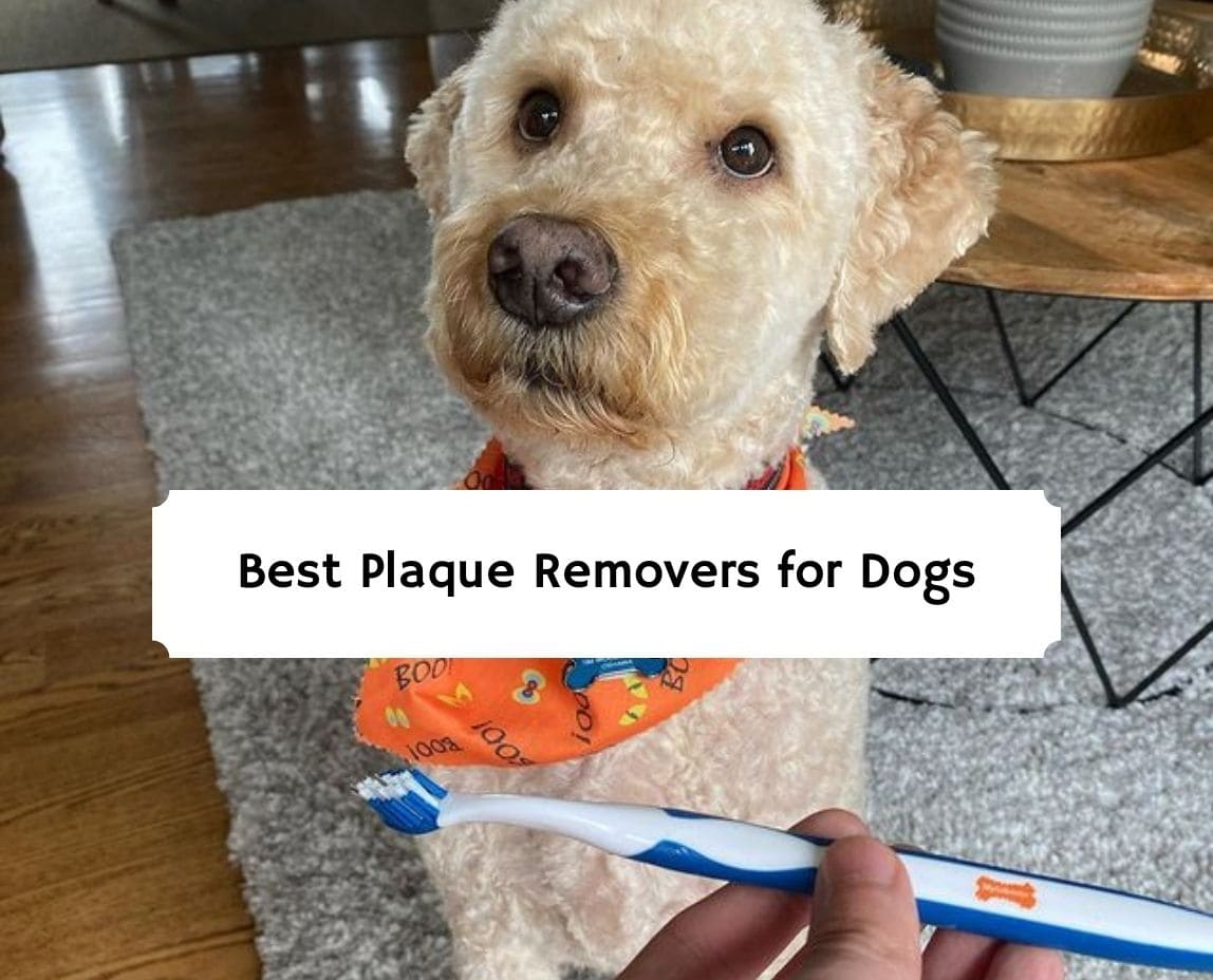 best liquid tartar remover for dogs