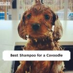 Best Shampoo for a Cavoodle