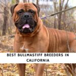 Bullmastiff Breeders in California