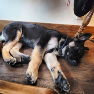 Can A German Shepherd Puppy Eat Human Food