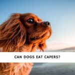 Can Dogs Eat Capers