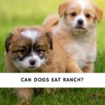 Can Dogs Eat Ranch Safety