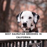 Dalmatian Breeders in California