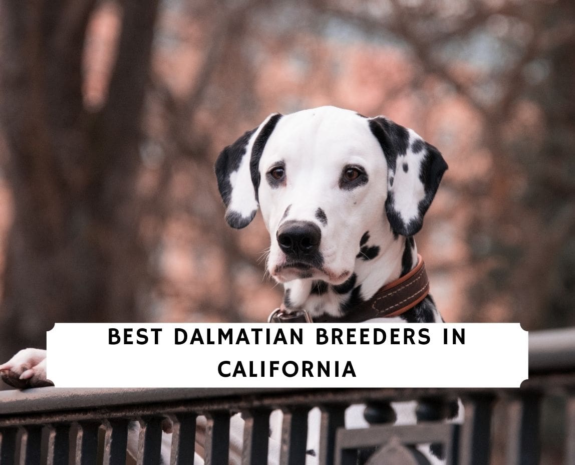 Reputable store dalmatian breeders