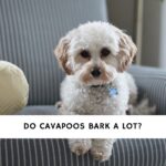 Do Cavapoos Bark a Lot