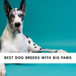 Dog Breeds with Big Paws