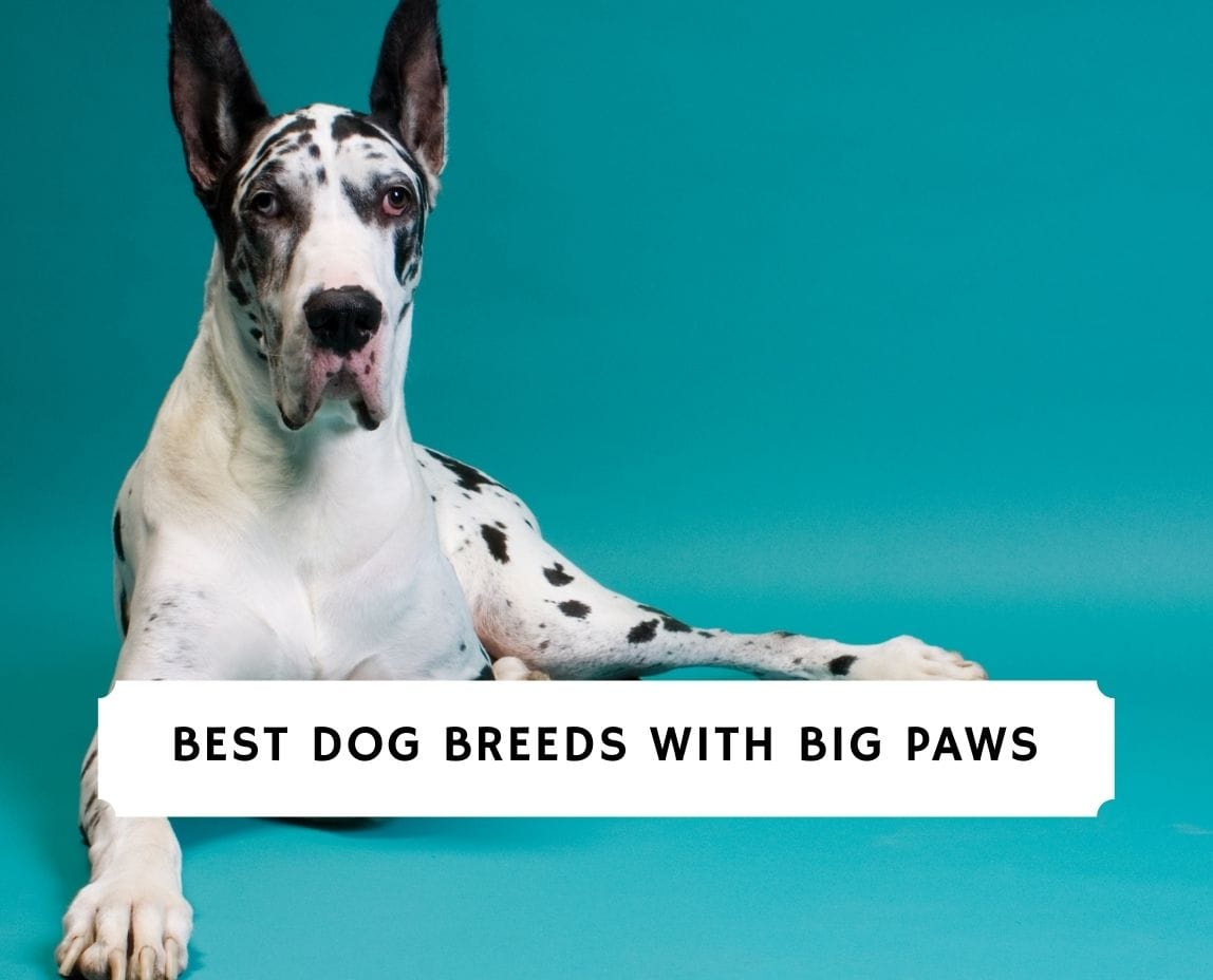 what dogs have the biggest paws