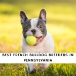 French Bulldog Breeders in Pennsylvania