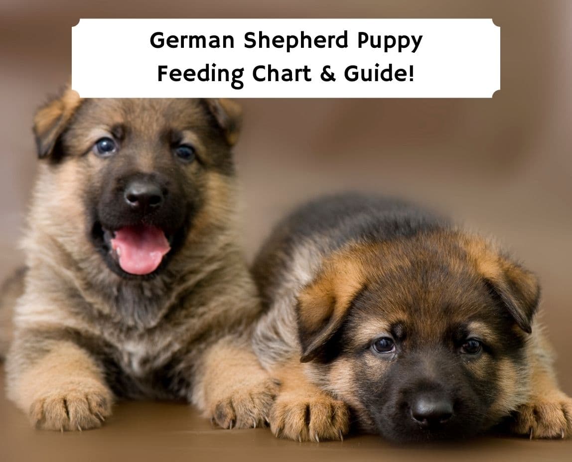 how long do german shepherd puppies grow