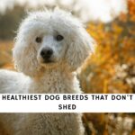 Healthiest Dog Breeds That Don't Shed