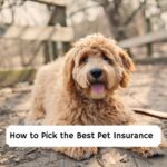 How to Pick the Best Pet Insurance