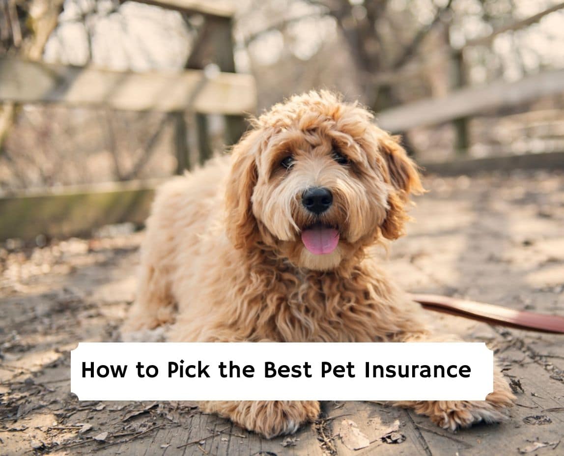 what is the best pet insurance for puppies