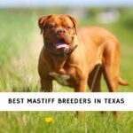 Mastiff Breeder in Texas