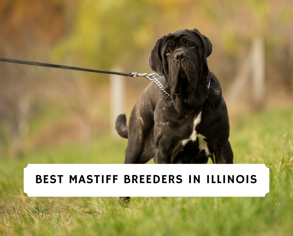 which is the best mastiff breed