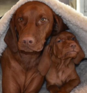 Meet The Vizsla Dog Breed Texas