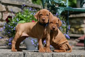 Miller Hill Vizslas 