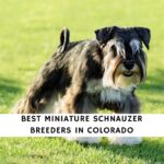 Miniature Schnauzer Breeders in Colorado