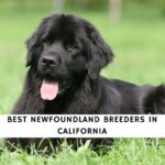 Newfoundland Breeders in California