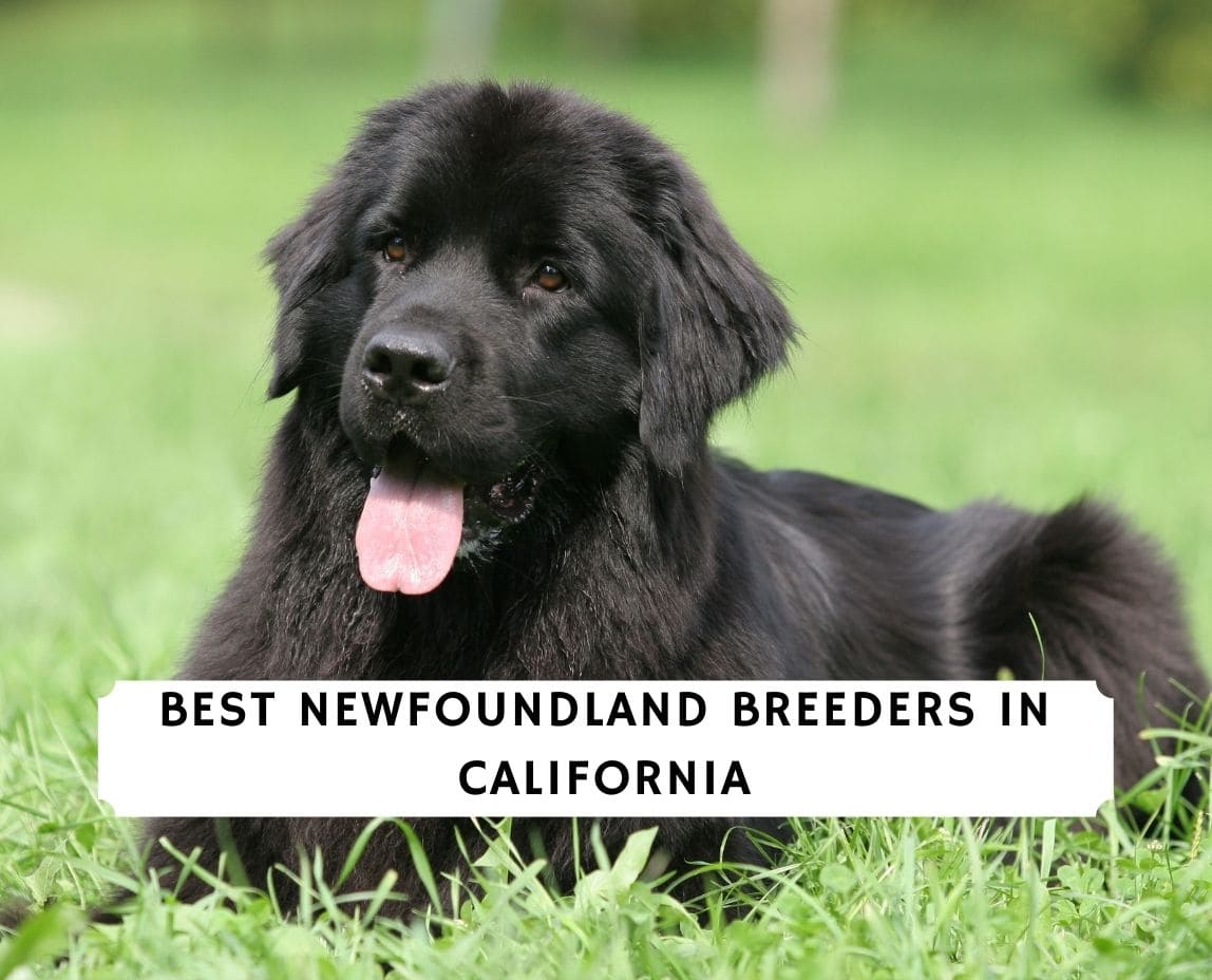 Newfoundland Breeders in California