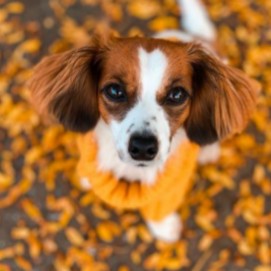 is banana nut bread good for dogs