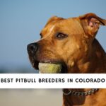 Pitbull Breeders in Colorado