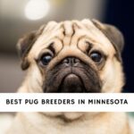 Pug Breeders in Minnesota