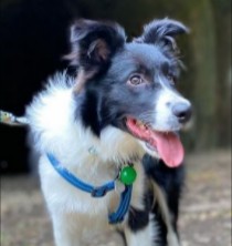 PuppySpot's Border Collies For Michigan