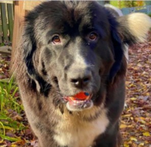 PuppySpot's Newfoundlands For California