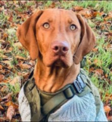 PuppySpot's Vizslas For Texas