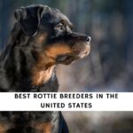Rottie Breeders