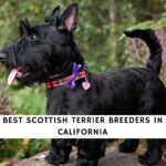 Scottish Terrier Breeders in California