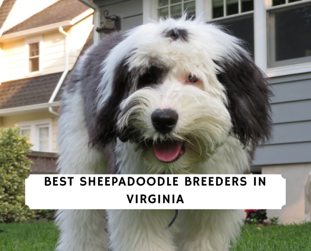 6 Best Sheepadoodle Breeders In Virginia 2024 We Love Doodles   Sheepadoodle Breeders In Virginia 1024x828 